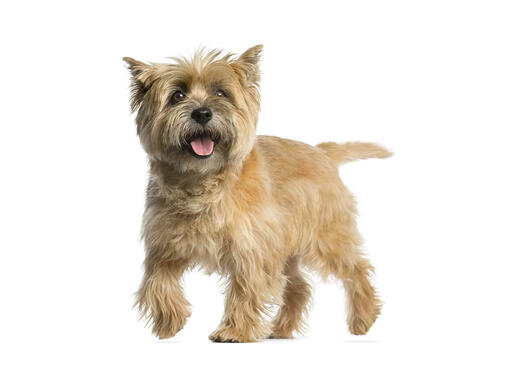 Cairn terrier