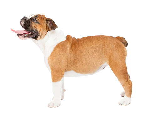 Bouledogue anglais (Bulldog)