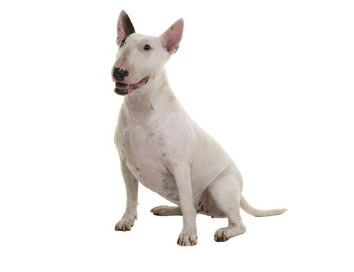 Bull terrier