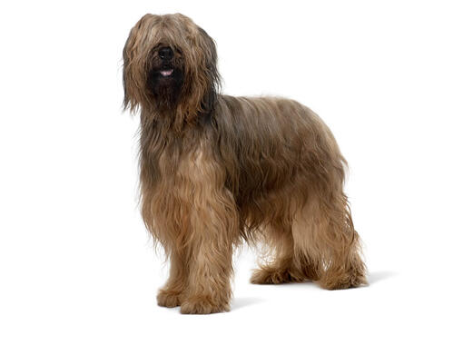 Berger de Brie (Briard)