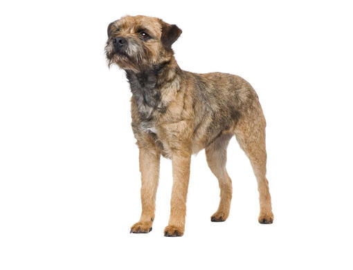 Border terrier