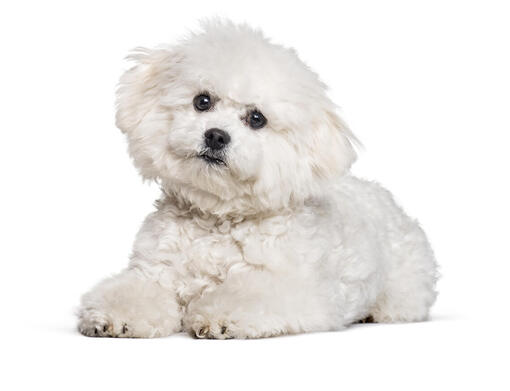  Bichon frisé