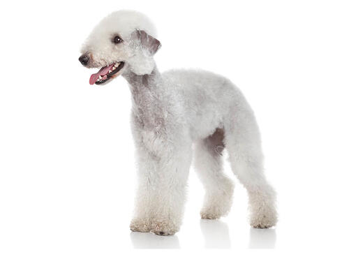 Bedlington terrier