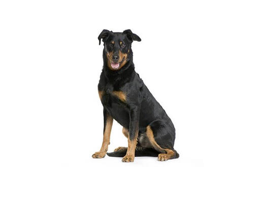  Berger de Beauce (Beauceron)