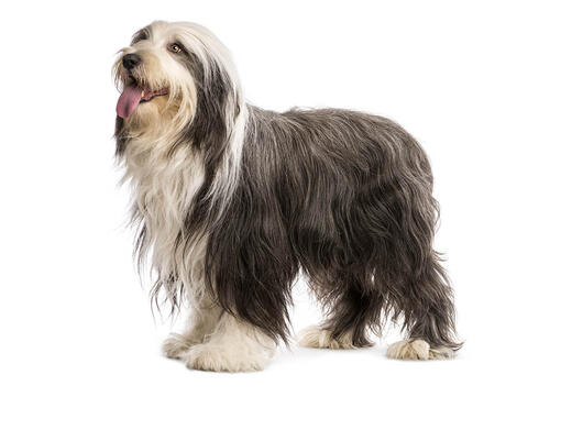  Colley barbu (Bearded Collie)