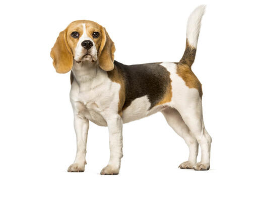  Beagle