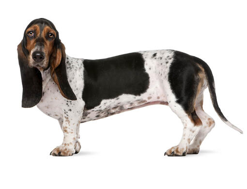 Basset hound