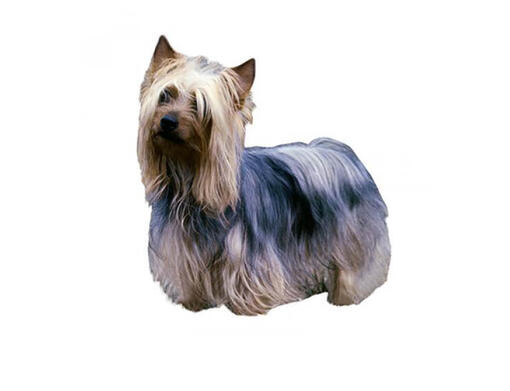 Silky terrier