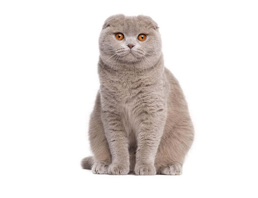 Scottish fold