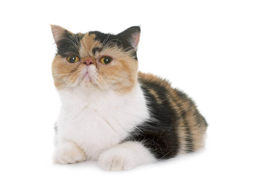 Exotic shorthair