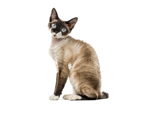 Devon rex