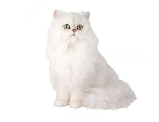 Chinchilla Les Races De Chats Purina Chinchilla Les Races De Chats Purina