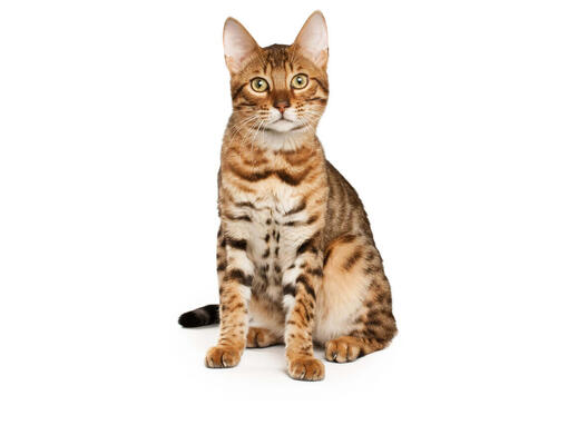 Bengal