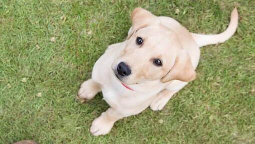 Chiot labrador jaune regardant le propriétaire