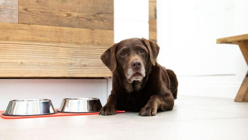 Chien à côté de bols