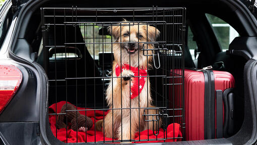 chien à l'arrière de la voiture