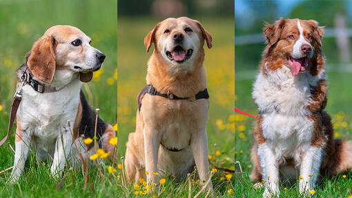 Chiens senior Ava