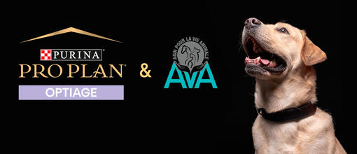 Optiage et Ava