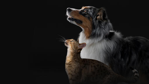 Purina PRO PLAN Chien et Chat