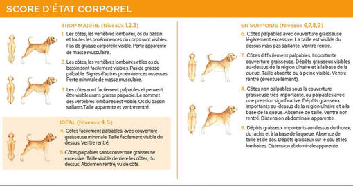 Score d'état corporel chien