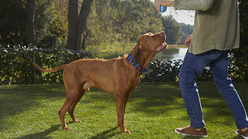 Dog Chow®