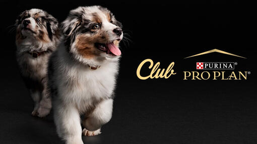 Club Pro Plan