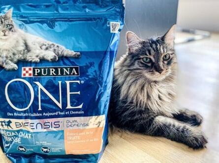 L Expertise De La Haute Nutrition Pour Chats Purina One