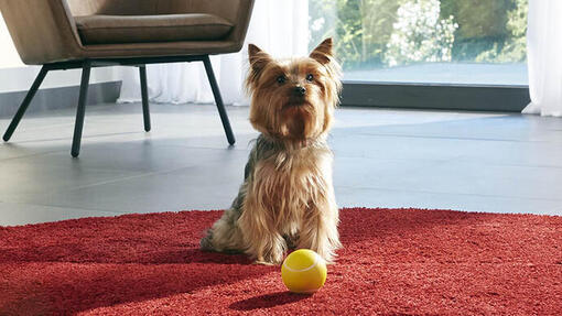 Un petit chien assit avec une balle.