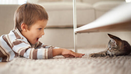 Chaton à fourrure sombre se cachant sous une étagère, jouant avec un jeune garçon