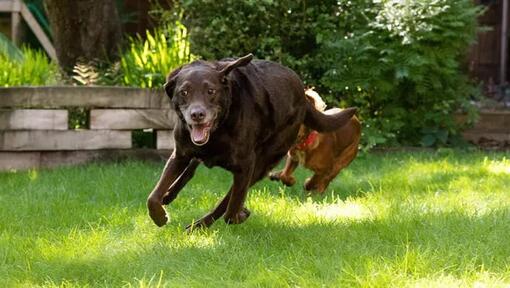 deux chiens faisant la course dans un jardin