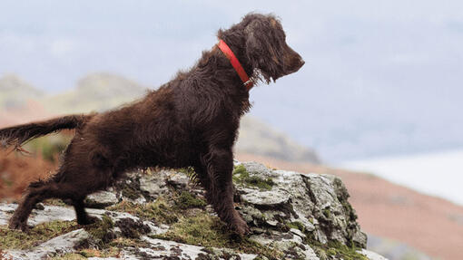 Chien donnant sur paysage rocheux