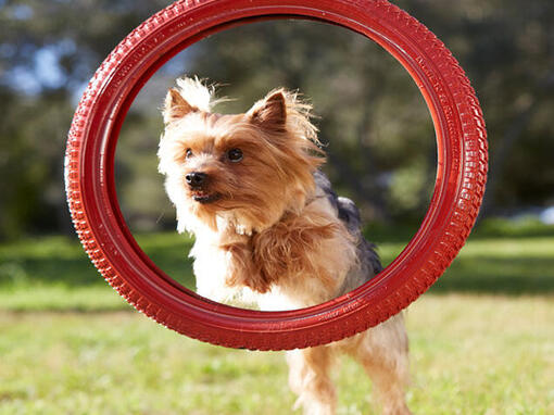 Un petit chien assit avec une balle. 