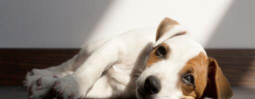 Mon chiot me suit partout : l’anxiété de séparation