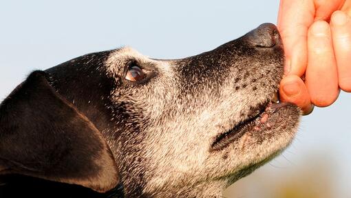 LA DÉMENCE CHEZ LES CHIENS