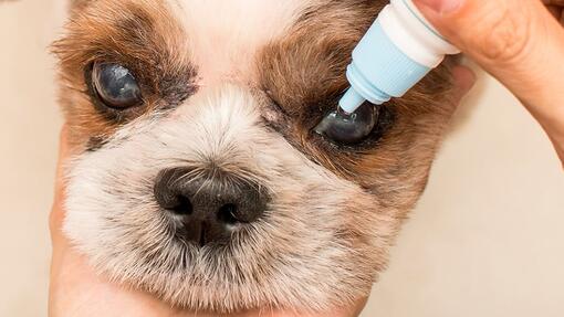 MALADIES OCULAIRES DES CHIENS ÂGÉS