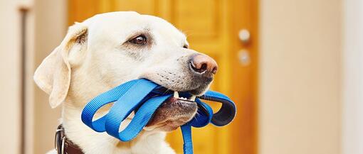 Un gros chien blanc tient une laisse