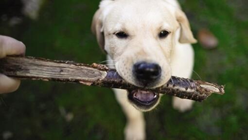 L’IMPORTANCE D’UNE PEAU SAINE CHEZ LE CHIEN