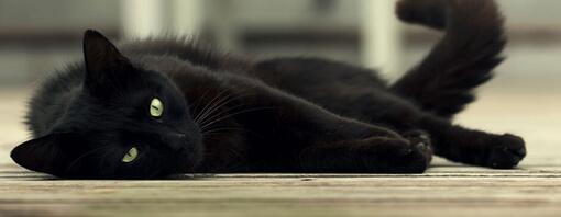 CHATS ACTIFS, CHAT INACTIFS