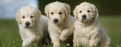 La mise bas d'une chienne et la naissance des chiots