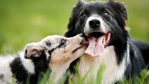 À QUEL MOMENT DONNER UN VERMIFUGE À SON CHIOT ?