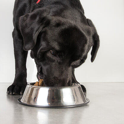 Un gros chien noir mange de la nourriture sèche dans un bol en fer