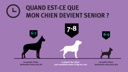 LE VIEILLISSEMENT DES CHIENS ÂGÉS