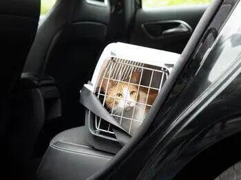 Chat en transporteur en voiture