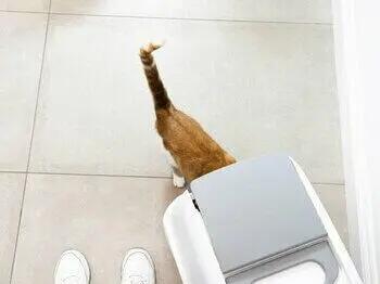 Chat entrant dans le transporteur