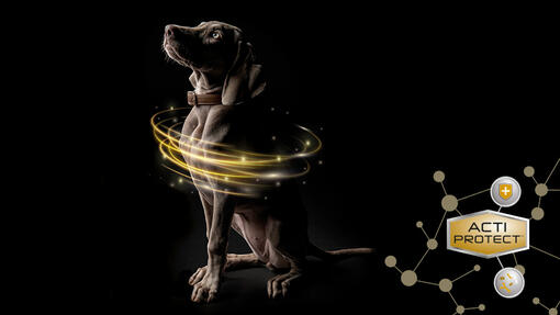 Expert Care Nutrition Chien