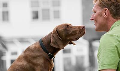 Un homme regarde son chien