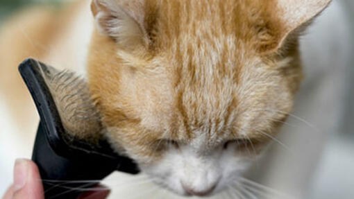 Donner Le Bain A Son Chat Purina Donner Le Bain A Son Chat Purina