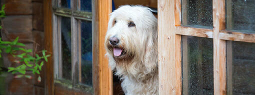 Un grand chien blanc regarde par la porte vers la rue