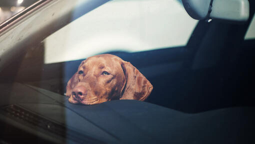 Chien Vizsla reposant la tête sur le tableau de bord de voiture