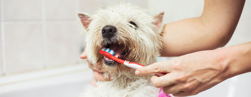 Un petit chien est nettoyé avec des dents